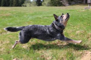 2018 Ausbildungswoche Arber